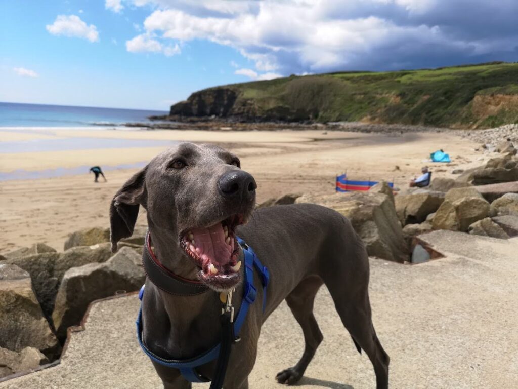 PIcture of Luna the grey lurcher on the beach with a smiling happy face, looks like she is talking